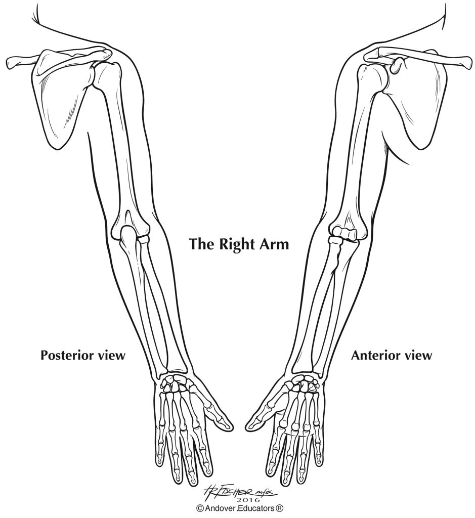 left arm skeleton drawing