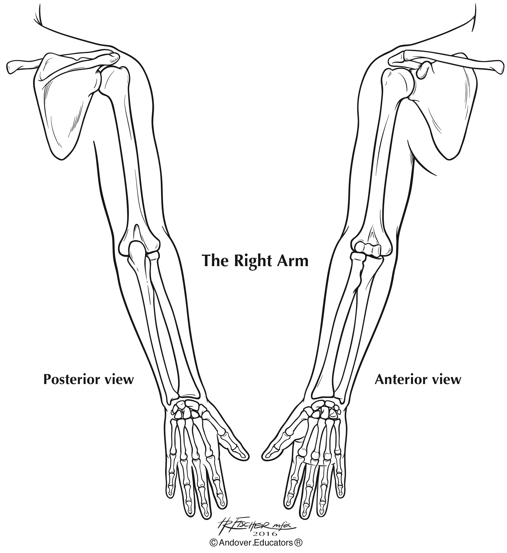 Missing Pieces of the Whole Arm - The Flute Examiner