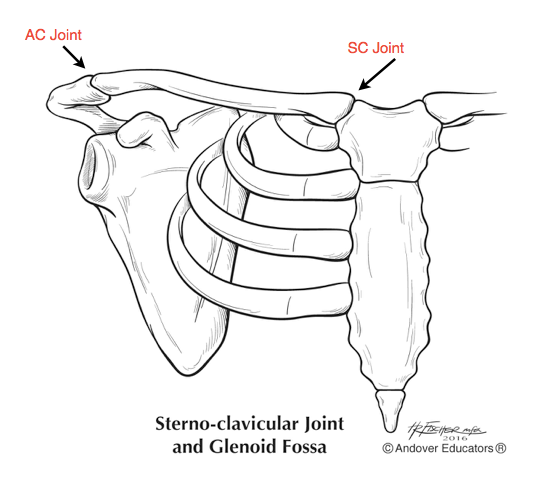 left arm skeleton drawing