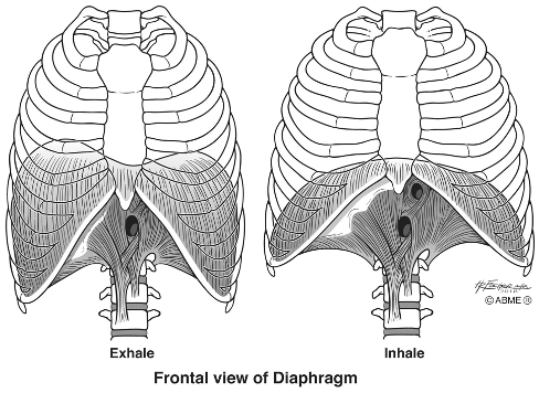 diaphragm breathing animation