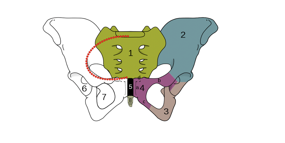 The Importance of the Pelvis – Part 1 – The Flute Examiner