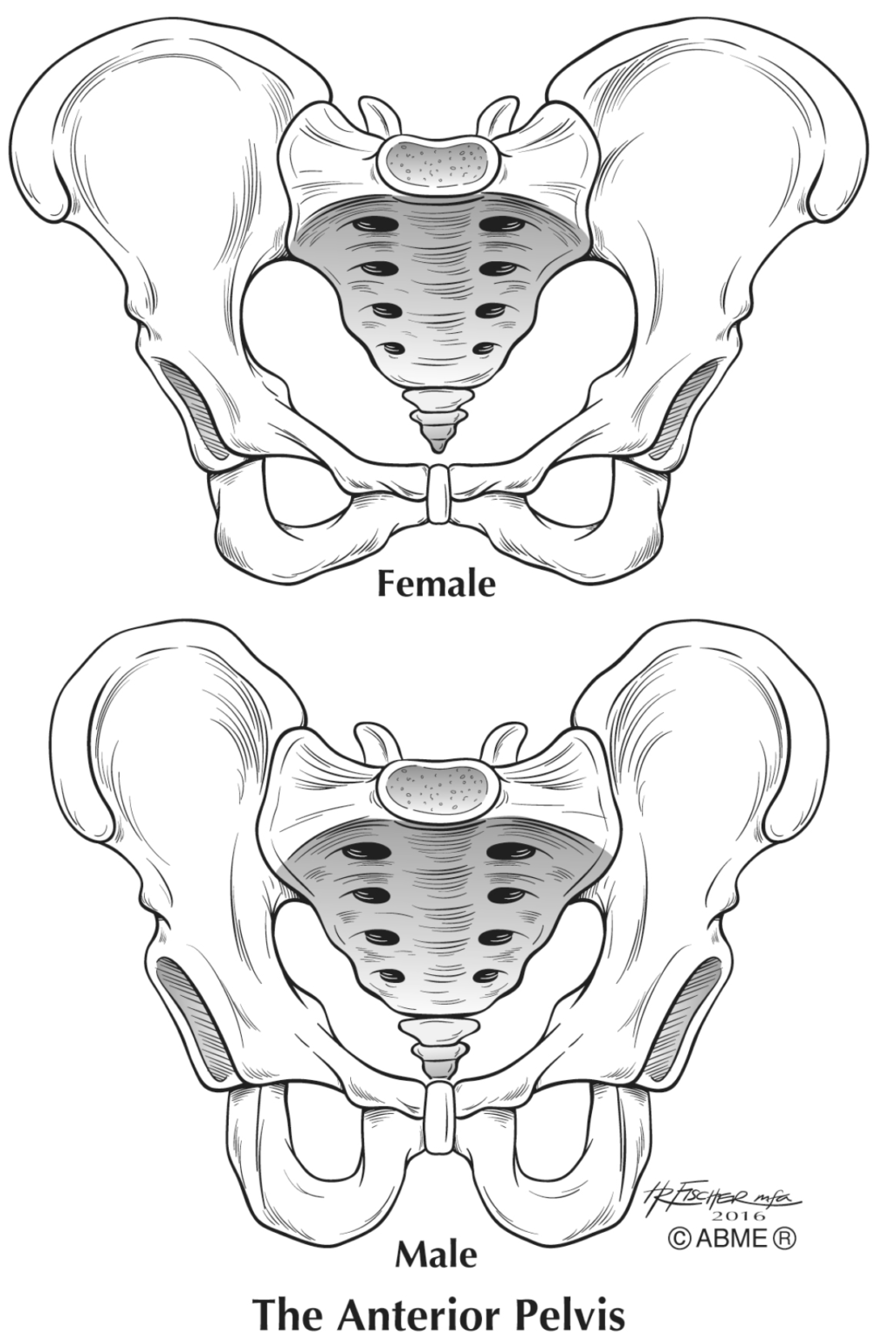 The Importance of the Pelvis – Part 1 – The Flute Examiner