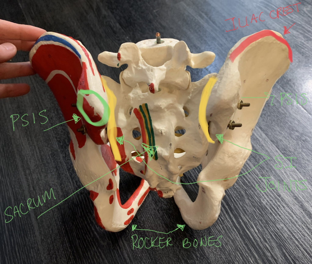 The Importance of the Pelvis – Part 1 – The Flute Examiner