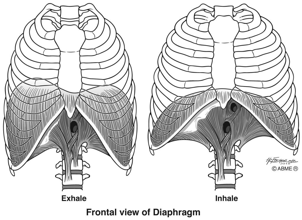 Diaphragm