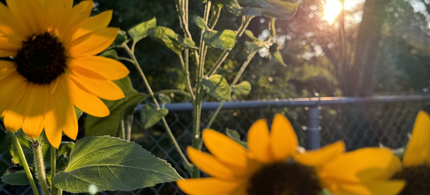 Sunflowers