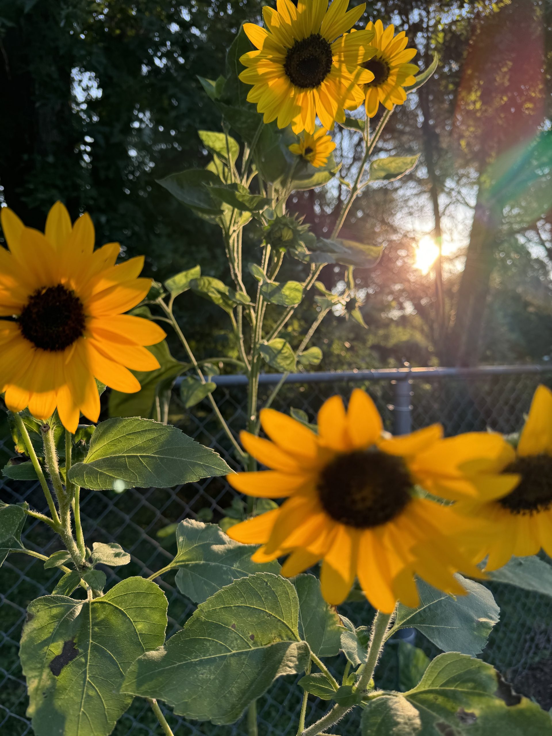 Sunflowers