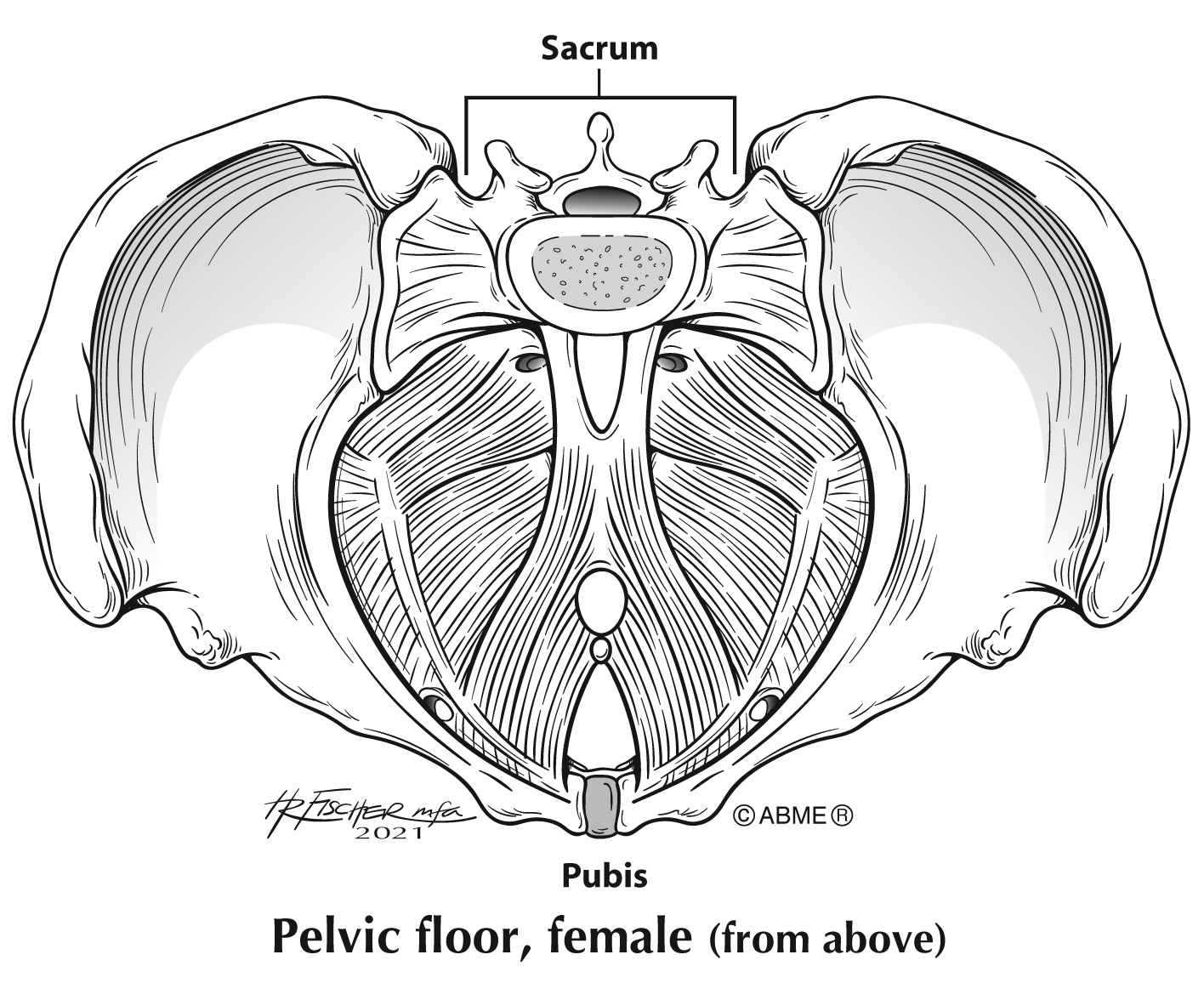 Proj #43 Pelvic floor, female