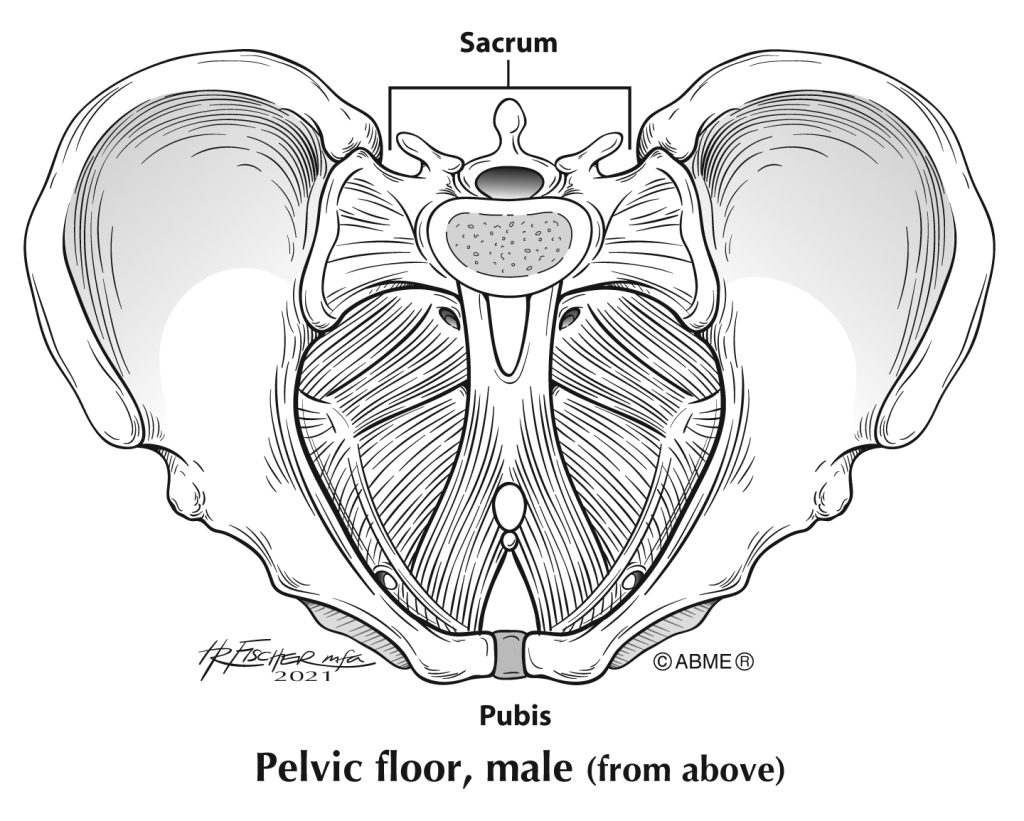 Proj #43 Pelvic floor, male