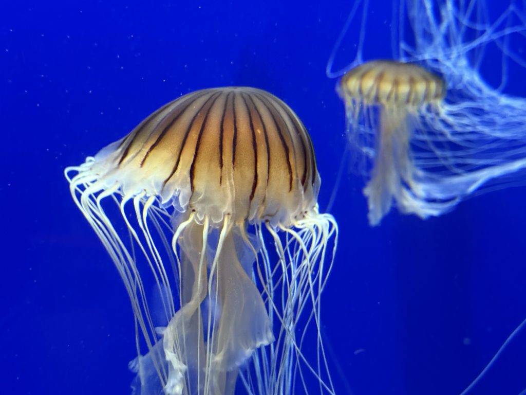 Jelly Fish